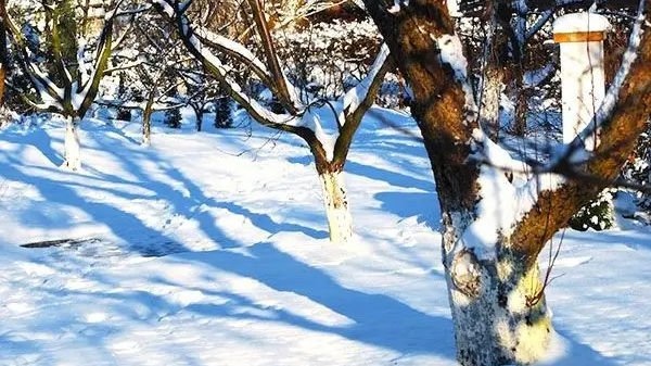 Які дерева обрізати взимку