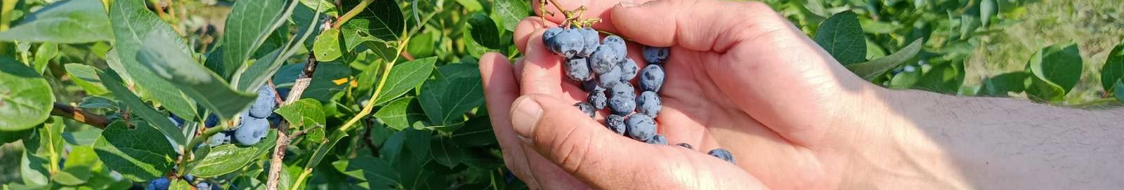 Замість окопів — ягідна плантація: історія ветерана з Волині, який після поранення став фермером