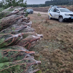 На Волині впіймали на гарячому порушника, який незаконно зрізав сосни для продажу