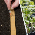 Коли і що сіяти на розсаду - проста шпаргалка для городника