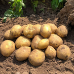 Ніколи не садіть картоплю після цих культур: не буде врожаю