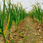 Полийте часник нашатирним спиртом — і виростуть величезні головки: секрет весняного підживлення