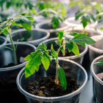 Коли садити помідори на розсаду у лютому 2026 року: найкращі дні за місячним календарем