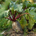 Чому столовий буряк не сходить: 3 типові помилки при посіві