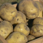 Ці 5 сортів картоплі варто посадити у 2026 році: смачні та врожайні
