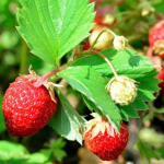 Полуниця буде великою і солодкою: найкращі весняні підживлення