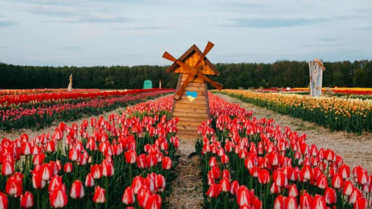 Перші квіти колись знищив буревій: історія «Волинської Голландії»