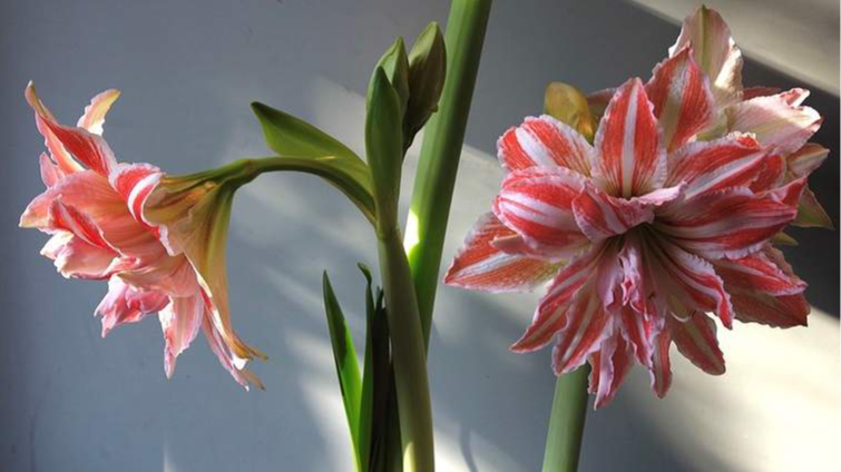 Найгарніший зимовий вазон з гігантськими квітами: як посадити гіпеаструм, щоб уже через кілька днів милуватися красою