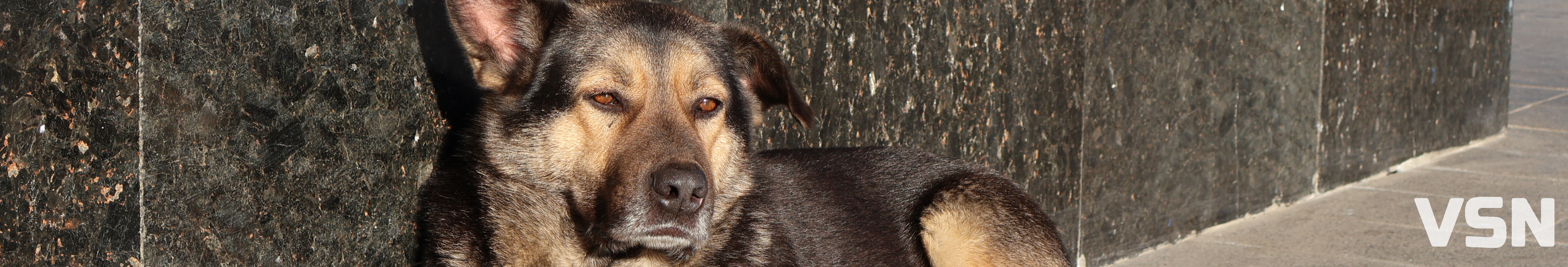 У Луцьку на людей нападають зграї собак: що відомо