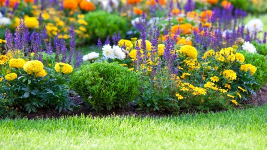 Які квіти підійдуть тим, у кого мало часу на догляд за клумбою