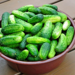 Збиратимете відрами: найродючіші сорти огірків, які дають високий врожай