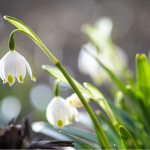 На Волині почалася метеорологічна весна