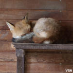 У Луцькому зоопарку готуються до зими: тварин переводять у теплі вольєри, а для відвідувачів уже готують свято Миколая