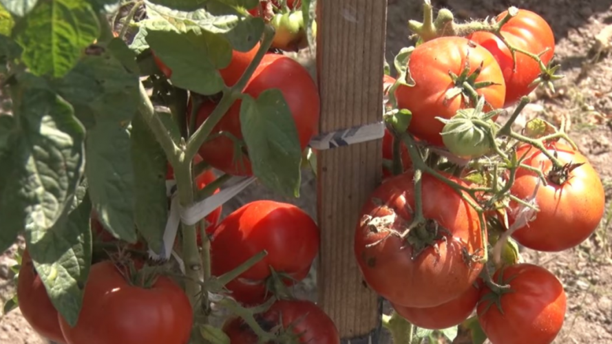 Помідорний сад: волинянка вирощує 400 сортів томатів