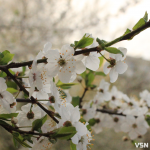 Компенсація за посушливий березень: якою буде погода у квітні на Волині