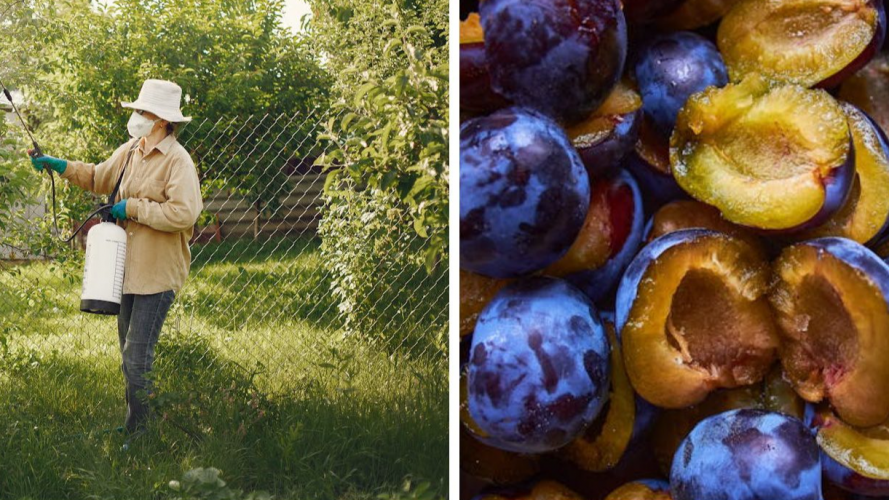 Забудете про червиві сливи: ефективна схема обробки саду