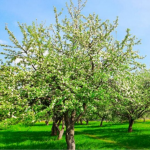 Як врятувати плодові дерева від шкідників без хімії