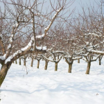 Як захистити від сильних морозів молоді плодові дерева: зробіть це негайно