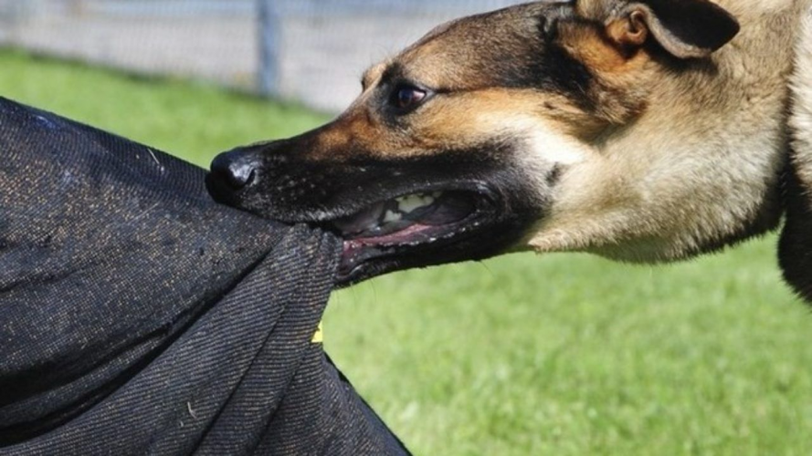 Вкусила односельчанку: як покарали волинянина, який не встежив за собакою