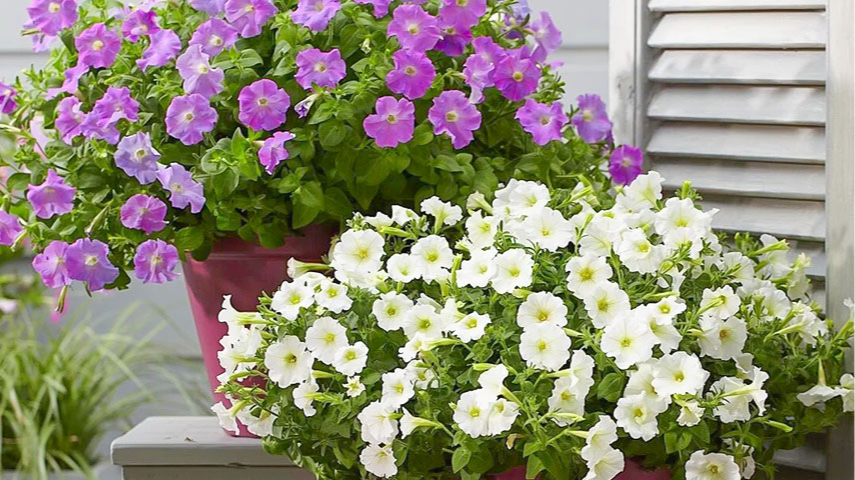 квіти для клумби на весні