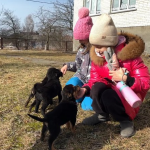Щоб знайти власників, зняли відео і залили в ТікТок: учні волинського ліцею шукають дім для цуценят
