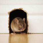 Почули, що в будинку шкребеться миша? Зробіть це негайно, щоб позбутися гризунів