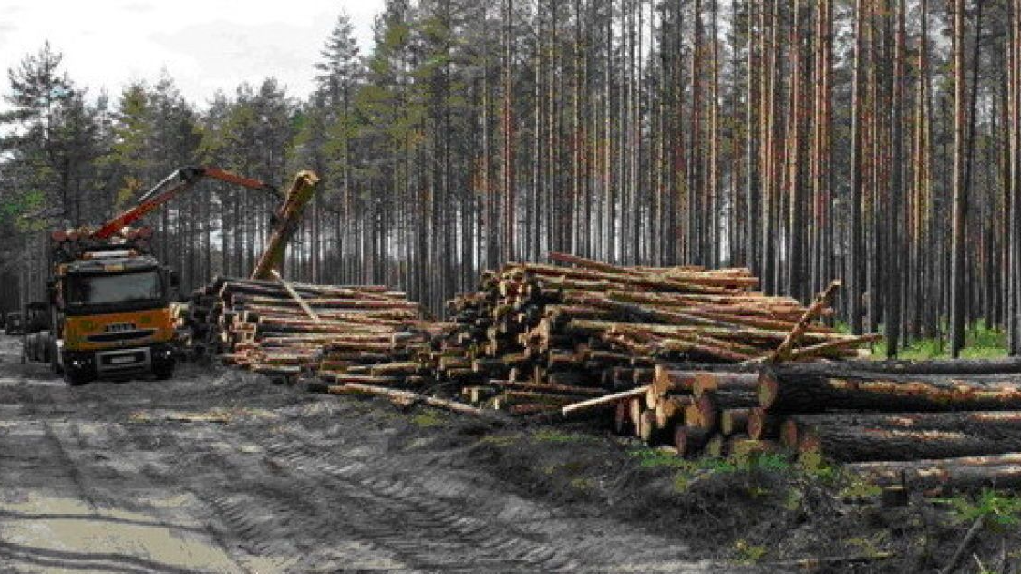 На Волині держава судиться за сосни: незаконна порубка оцінена у 300 тисяч гривень