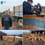 На Волині лісівник і троє спільників зрубали дерев на 6 мільйонів гривень: справу скерували до суду