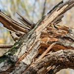 На Волині під час лісозаготівлі на чоловіка впало дерево: він у лікарні