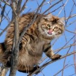 На Волині запровадили карантинні обмеження через сказ у кота