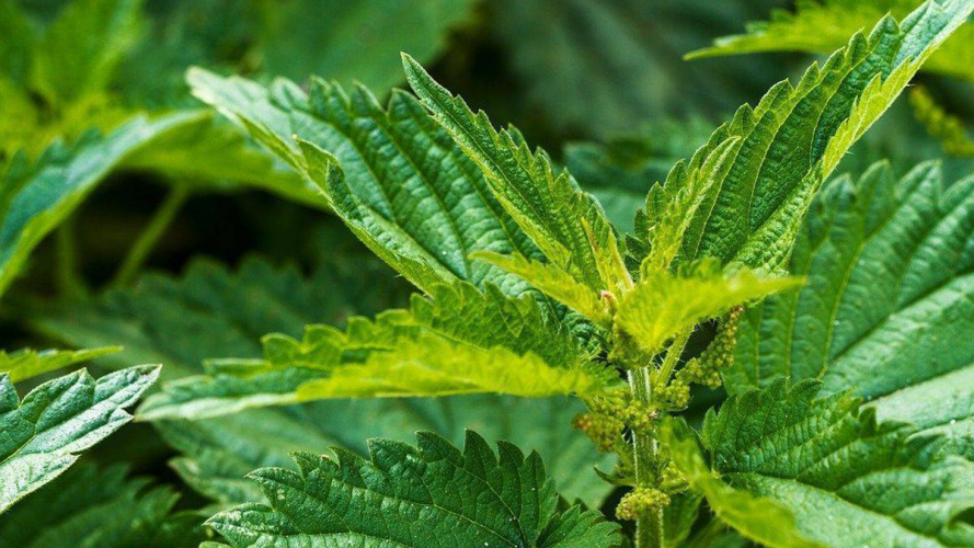 Безкоштовне добриво просто під ногами: як кропива рятує город