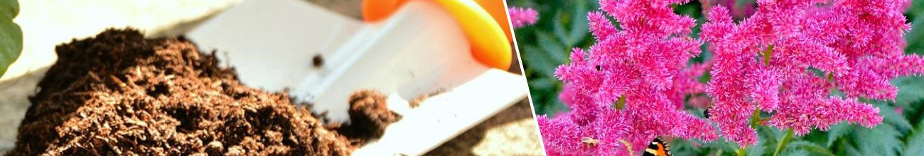 Що посадити в тіні: три рослини, які ростуть без сонця