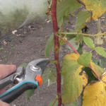 Не замерзає та завжди добре родить: як правильно підготувати малину до зими