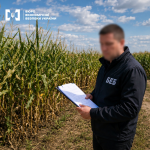 Кукурудза на мільйони: на Волині незаконно використали 865 гектарів державної землі