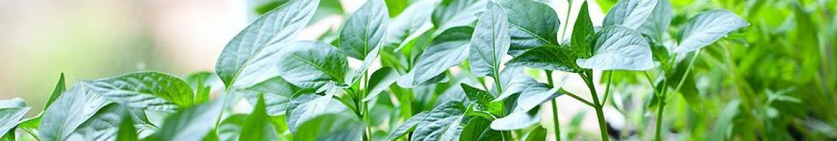 У які дні січня і лютого 2026 року садити болгарський перець на розсаду: не пропустіть ці дати