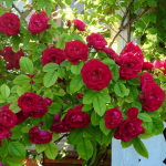 підживлення троянд у травні