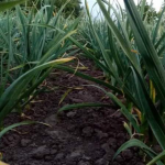 Вирощування часнику