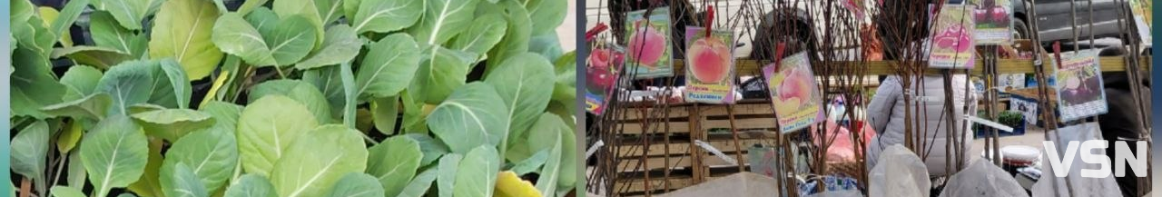 На ринках Луцька з’явилася перша розсада: огляд цін на саджанці та кущі