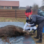 На Волині чоловік убив вагітну лосиху