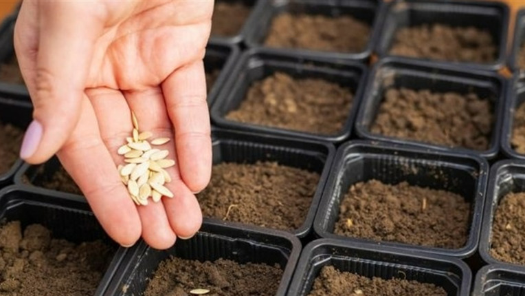 Лише у ці дні березня 2026 треба сіяти перець на розсаду: найкращі дати за місячним календарем