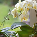 Листя росте, а квітів немає: підживіть цим орхідею — і вазон випустить багато стрілок