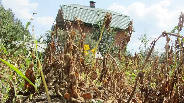 Що робити з горами бадилля восени: корисні поради для городників