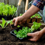 Місячний посівний календар на березень 2026 року: що саме і в які дні сіяти