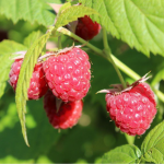 Як прискорити ріст малини за допомогою кавової гущі