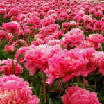 Як підживити півонії без хімії: перевірені народні засоби