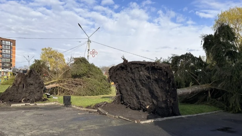 У Володимирі негода повалила дерева - фото