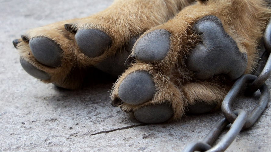 Душила і била собак каменем: волинянці вручили підозру у жорстокому поводженні з тваринами