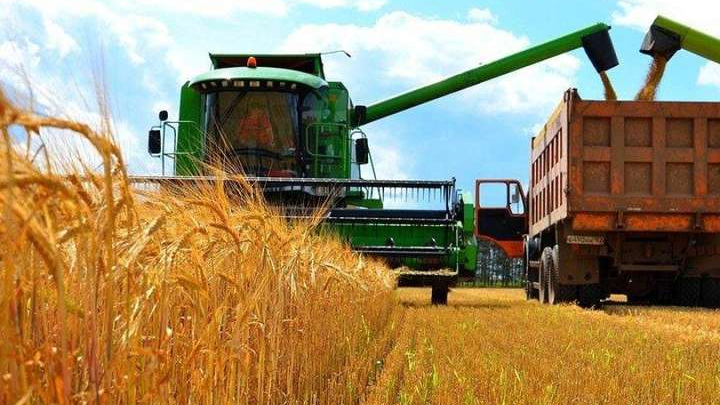 Волинь лідирує по Україні за врожайністю пшениці, ячменю та ріпаку