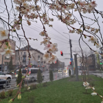 У Луцьку зацвіли сакури