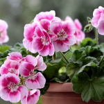 Герань оцінить цю підживку на всі 100: лише 3 таблетки на літр води